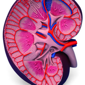 Model - Rez obličkou, 3-násobné zväčšenie
