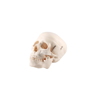 Model ľudskej lebky