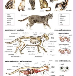 Mačka domáca 120x160cm