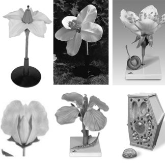 Triedna sada botanických modelov