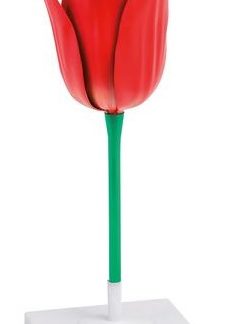 Model - Kvet tulipánu