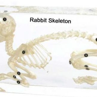 Akrylátový model kostry zajaca