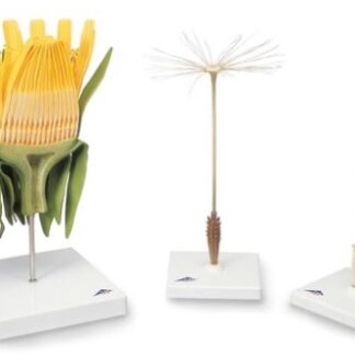 Model - Kvet púpavy lekárskej (Taraxum officinale)
